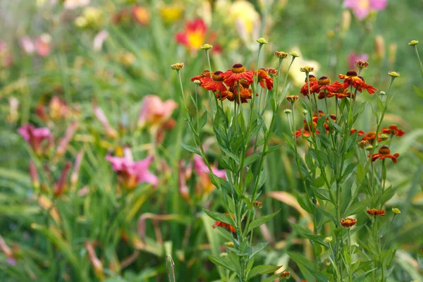 Blooming Garden Clear Summer Day — Stock Photo, Image