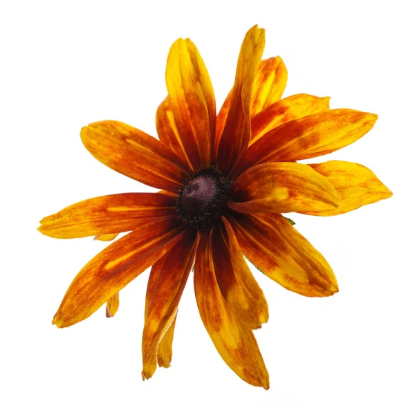 Fleur Rudbeckia Orange Vif Isolé Sur Fond Blanc — Photo