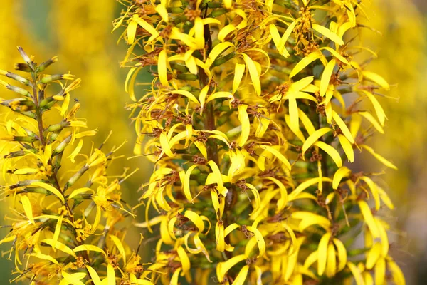 Kwiatowa Tapeta Żółtych Kwiatów Pogodny Słoneczny Dzień — Zdjęcie stockowe