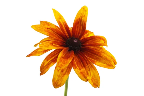 Fleur Rudbeckia Orange Vif Isolé Sur Fond Blanc — Photo