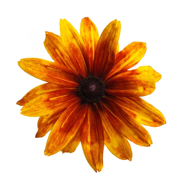 Fleur Rudbeckia Orange Vif Isolé Sur Fond Blanc — Photo