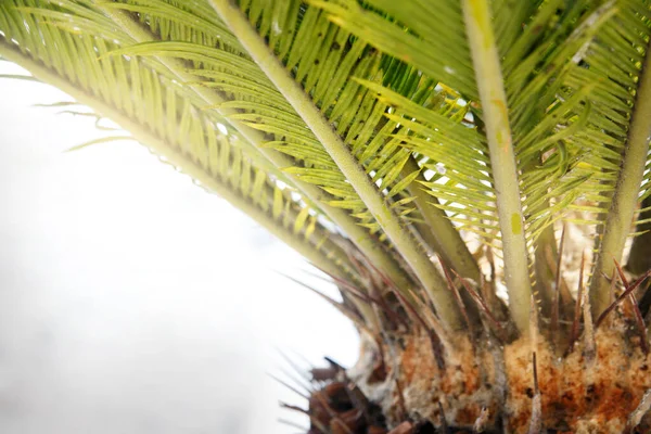 Plantaardig Behang Van Cirrusbladeren Van Een Jonge Palmboom Een Zonnige — Stockfoto