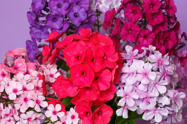 Papier Peint Floral Une Partie Bouquet Lumineux Multicolore Phloxes Macro — Photo