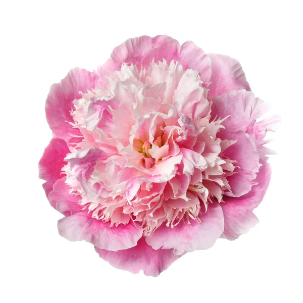 Gyengéden Rózsaszín Bazsarózsa Virág Elszigetelt Fehér Alapon — Stock Fotó