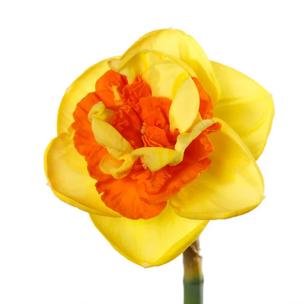 Jasnożółty Pomarańczowym Żonkilem Kwiat Izolowany Białym Tle — Zdjęcie stockowe