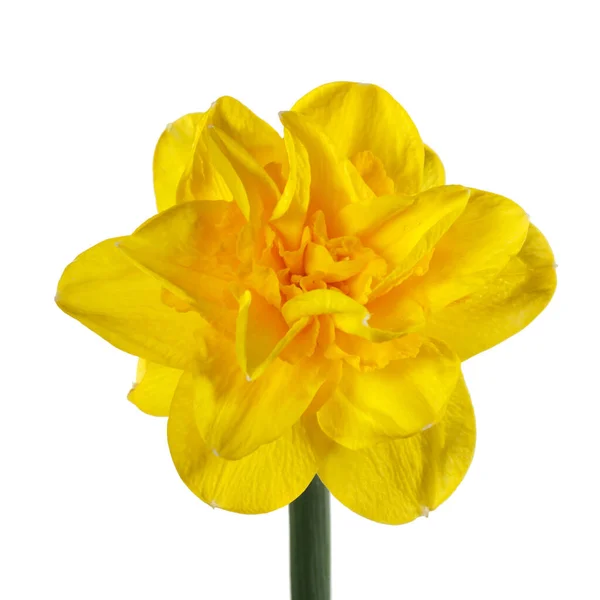 Жовта Квітка Нарциса Ізольована Білому Тлі — стокове фото