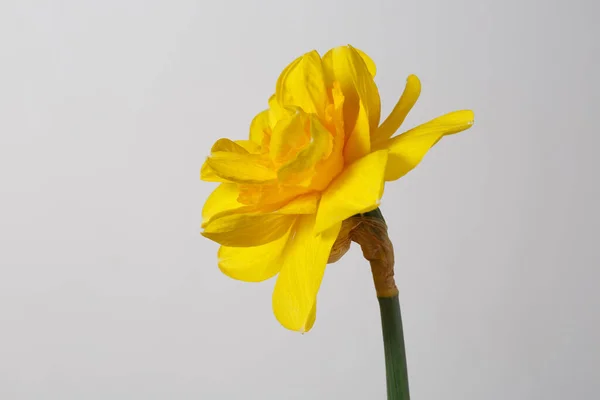 Žluté Narcisy Květiny Izolované Šedém Pozadí — Stock fotografie