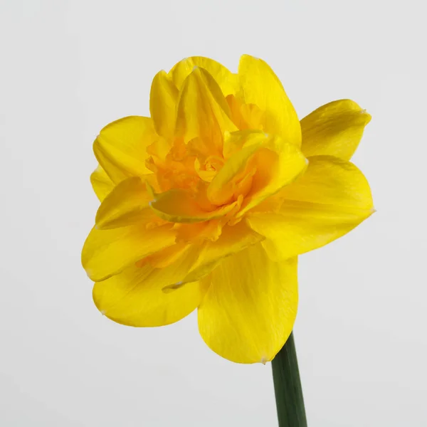 Amarelo Daffodil Flor Isolada Fundo Cinza — Fotografia de Stock