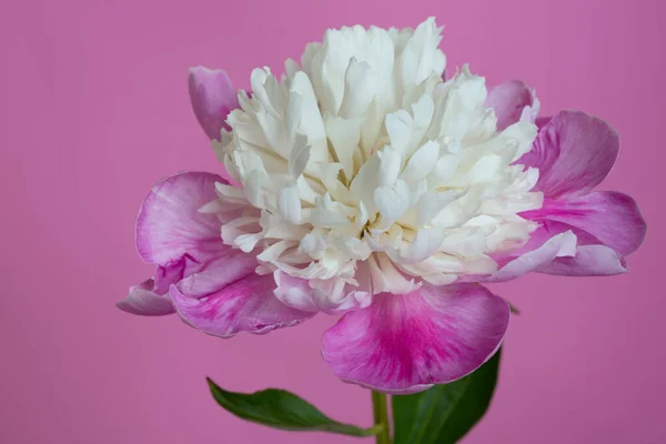 Hermosa Flor Peonía Con Centro Esférico Blanco Pétalos Rosados Aislados — Foto de Stock