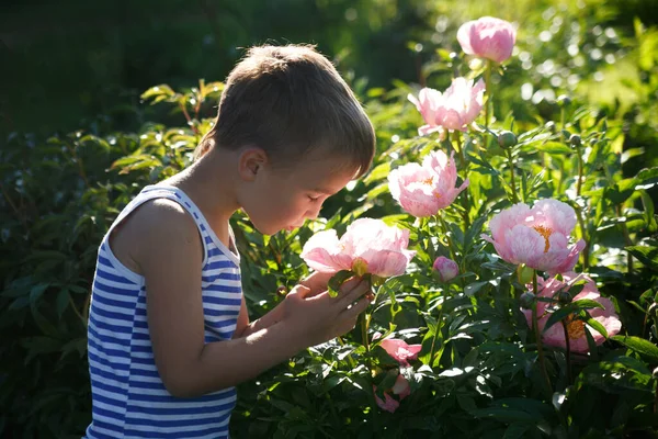 Een Kleine Jongen Een Zomeravond Een Tuin Tussen Pioenrozen — Stockfoto