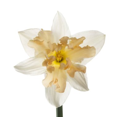 Japon narsislerinin narin çiçekleri beyaz arka planda izole edilmiş..