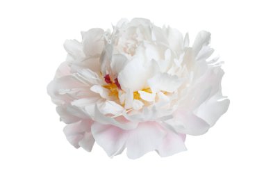 Beyaz arka planda izole edilmiş zarif şakayık çiçeği..