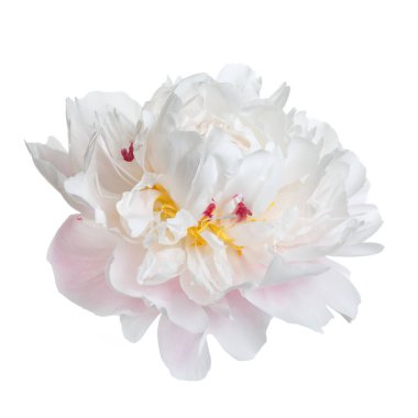 Beyaz arka planda izole edilmiş zarif şakayık çiçeği..