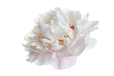 Beyaz arka planda izole edilmiş zarif şakayık çiçeği..