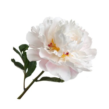 Beyaz arka planda izole edilmiş zarif şakayık çiçeği..