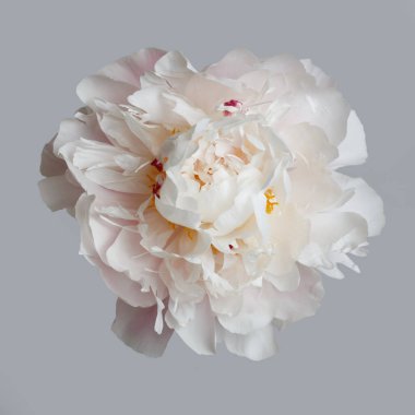 Gri arka planda ince pembe ve beyaz şakayık çiçeği..