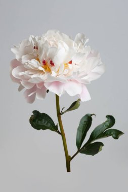 Gri arka planda ince pembe ve beyaz şakayık çiçeği..