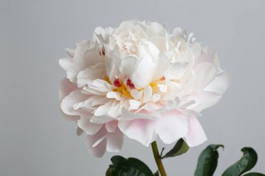 Gri arka planda ince pembe ve beyaz şakayık çiçeği..