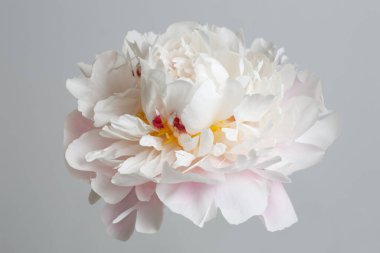 Gri arka planda ince pembe ve beyaz şakayık çiçeği..