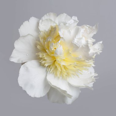 Gri bir arka planda izole edilmiş sarı merkezli sıra dışı beyaz şakayık çiçeği..