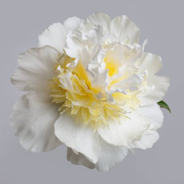 Gri bir arka planda izole edilmiş sarı merkezli sıra dışı beyaz şakayık çiçeği..