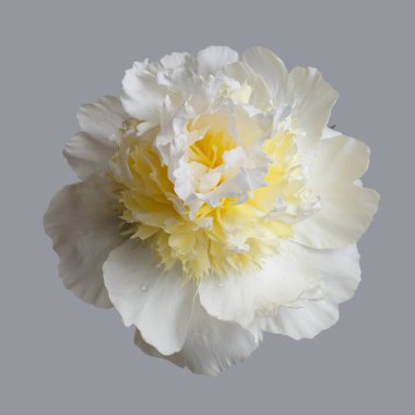 Gri bir arka planda izole edilmiş sarı merkezli sıra dışı beyaz şakayık çiçeği..