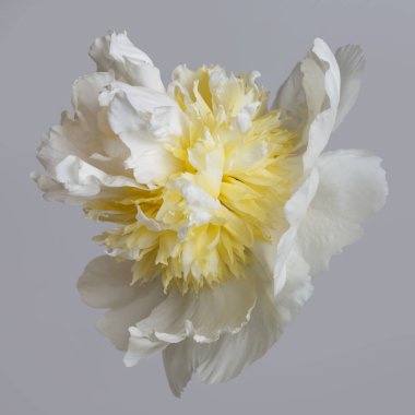 Gri bir arka planda izole edilmiş sarı merkezli sıra dışı beyaz şakayık çiçeği..