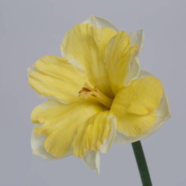 Gri arkaplanda beyaz sarı nergis çiçeği.