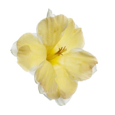 Beyaz arkaplanda izole edilmiş beyaz sarı nergis çiçeği.
