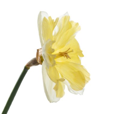 Beyaz arkaplanda izole edilmiş beyaz sarı nergis çiçeği.