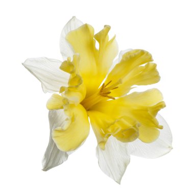 Beyaz arkaplanda izole edilmiş beyaz sarı nergis çiçeği.