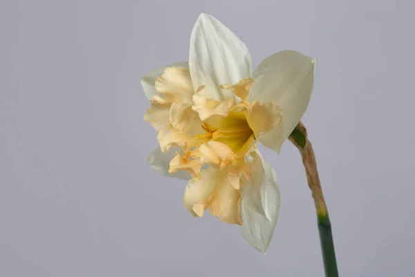 Delikat Blomma Japanska Narcissus Isolerad Grå Bakgrund — Stockfoto