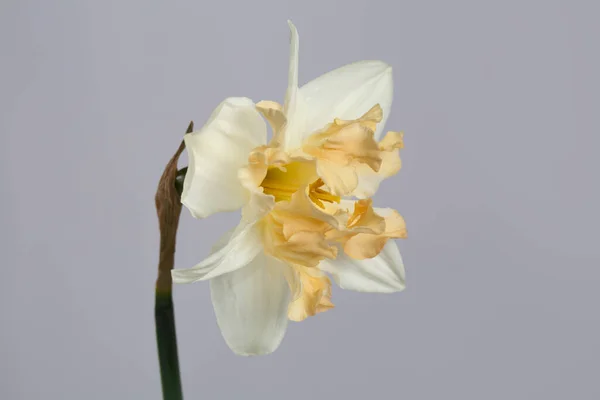 Delicato Fiore Del Narciso Giapponese Isolato Sfondo Grigio — Foto Stock