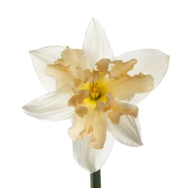 Delikatny Kwiat Japońskiego Narcyza Izolowany Białym Tle — Zdjęcie stockowe