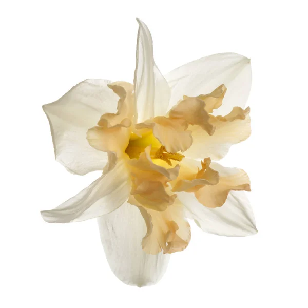 Delikat Blomma Japanska Narcissus Isolerad Vit Bakgrund — Stockfoto