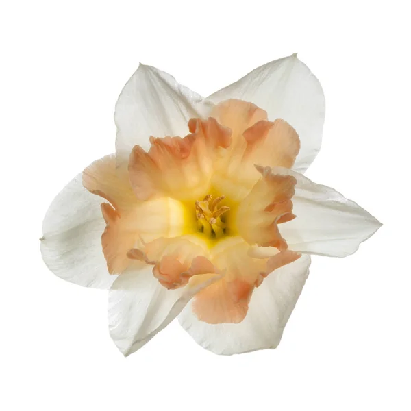 Flor Delicada Del Narciso Japonés Aislada Sobre Fondo Blanco — Foto de Stock