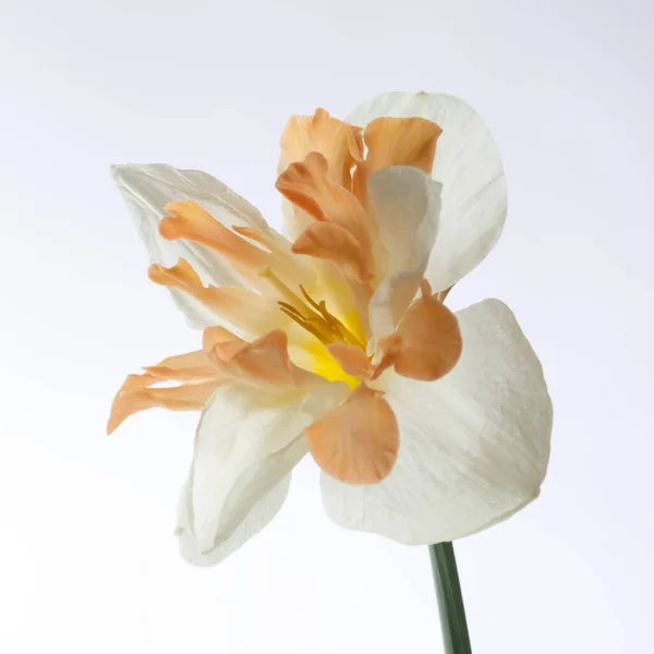 Flor Delicada Del Narciso Japonés Aislada Sobre Fondo Blanco — Foto de Stock