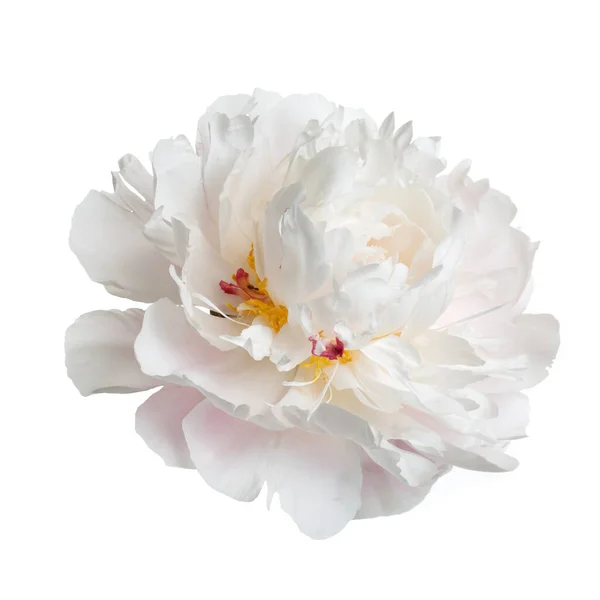 Flor Peônia Delicada Isolado Fundo Branco — Fotografia de Stock
