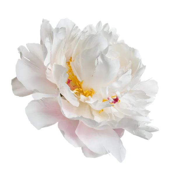 Flor Peônia Delicada Isolado Fundo Branco — Fotografia de Stock
