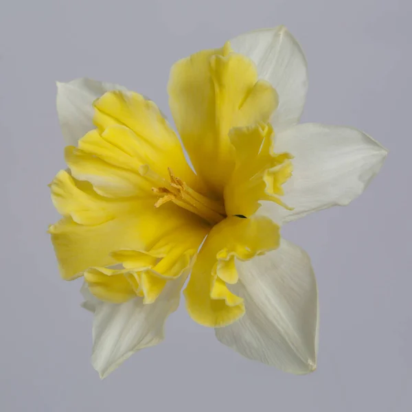 Gri Arkaplanda Beyaz Sarı Nergis Çiçeği — Stok fotoğraf