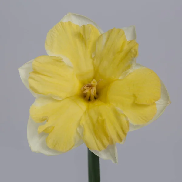 Белый Желтый Цветок Нарцисса Изолирован Сером Фоне — стоковое фото