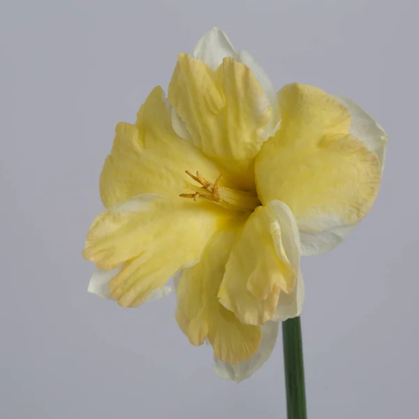 灰色の背景に孤立した白黄色のダフォジルの花 — ストック写真