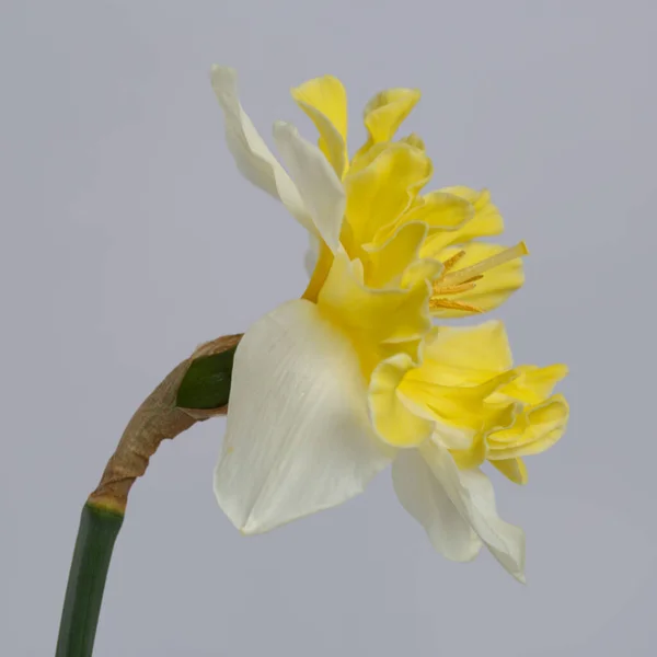 Vit Gul Påsklilja Blomma Isolerad Grå Bakgrund — Stockfoto