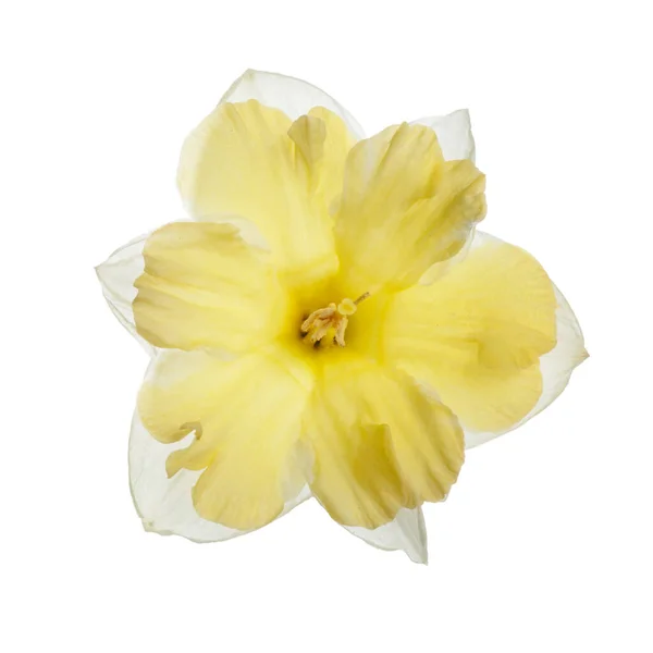 Wit Gele Narcis Bloem Geïsoleerd Witte Achtergrond — Stockfoto