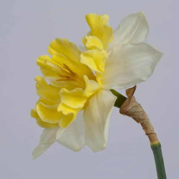 Fleur Jonquille Jaune Blanc Isolée Sur Fond Gris — Photo