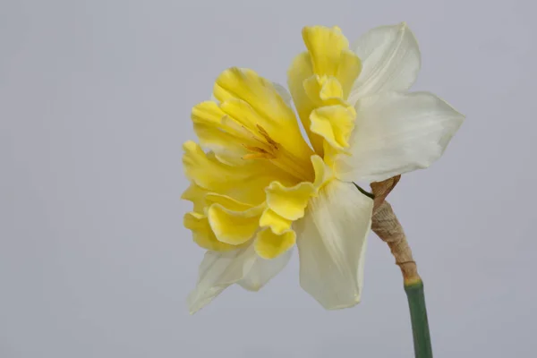灰色の背景に孤立した白黄色のダフォジルの花 — ストック写真