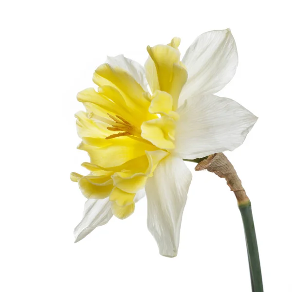 白地に白黄色のダフォジルの花を咲かせます — ストック写真