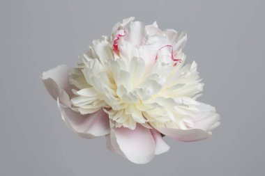 Narin açık pembe şakayık çiçeği gri arka planda izole edilmiş..