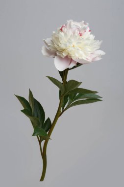 Narin açık pembe şakayık çiçeği gri arka planda izole edilmiş..