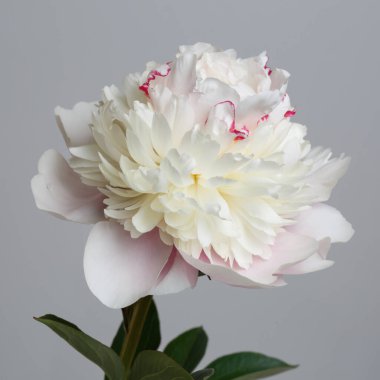 Narin açık pembe şakayık çiçeği gri arka planda izole edilmiş..